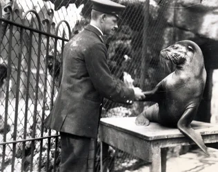 A Keeper and Sea Lion Shake Hands in 1931